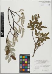 Foto von Salix helvetica Vill.